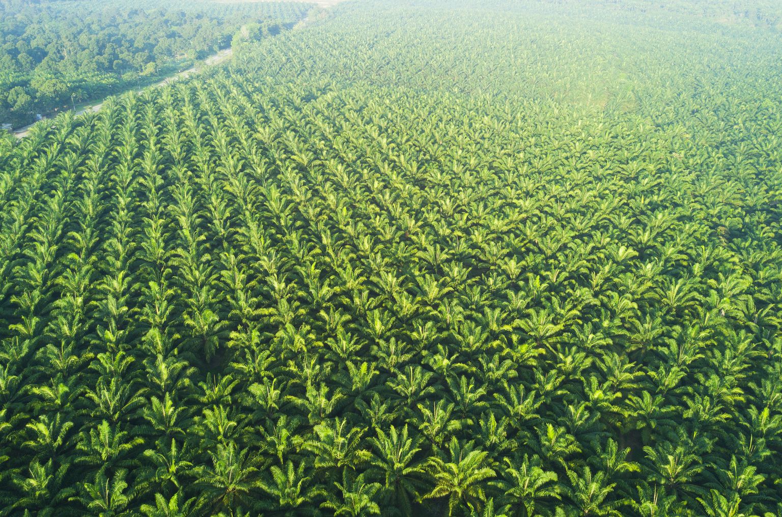 Vista arial de la plantación de palmeras en Asia oriental.