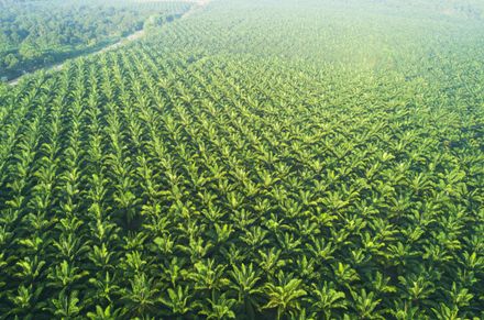 Vista ariosa della piantagione di palme in Asia orientale.