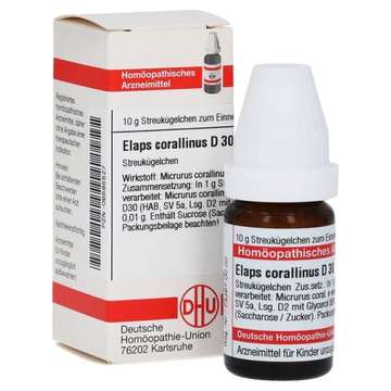 Elaps corallinus D8
