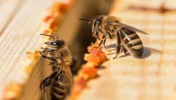 Bienen legen Propolis in einem Bienenstock. Honigbienen arbeiten im Bienenstock. Nahaufnahme des geöffneten Nesselkörpers mit den Rahmen. Die Bienen werden im Bienenstock mit Propolis verschmiert. Bienen arbeiten mit Propolis.