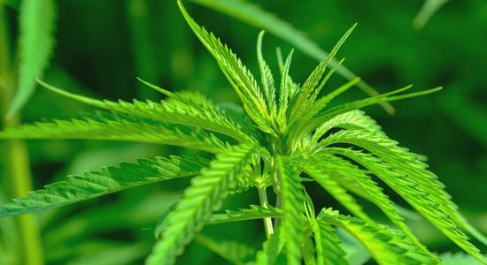 Primer plano de una planta de cannabis