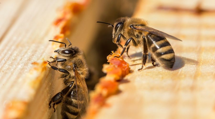 As abelhas depositam própolis numa colmeia. Abelhas a trabalhar na colmeia. Grande plano do corpo da colmeia aberto com os quadros. As abelhas são manchadas com própolis na colmeia. Abelhas a trabalhar com própolis.