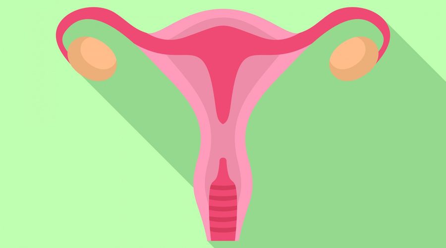 Illustratie van een menselijke baarmoeder. 