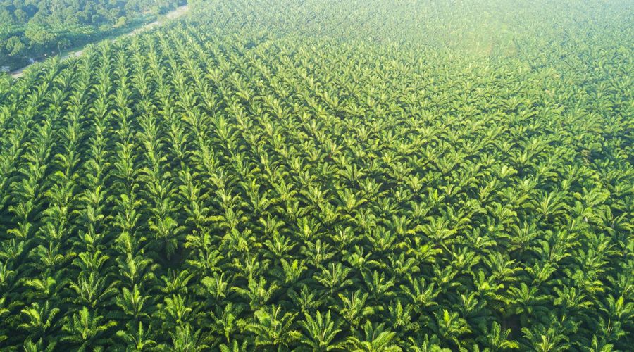 Arial view of the palm plantation in East Asia.