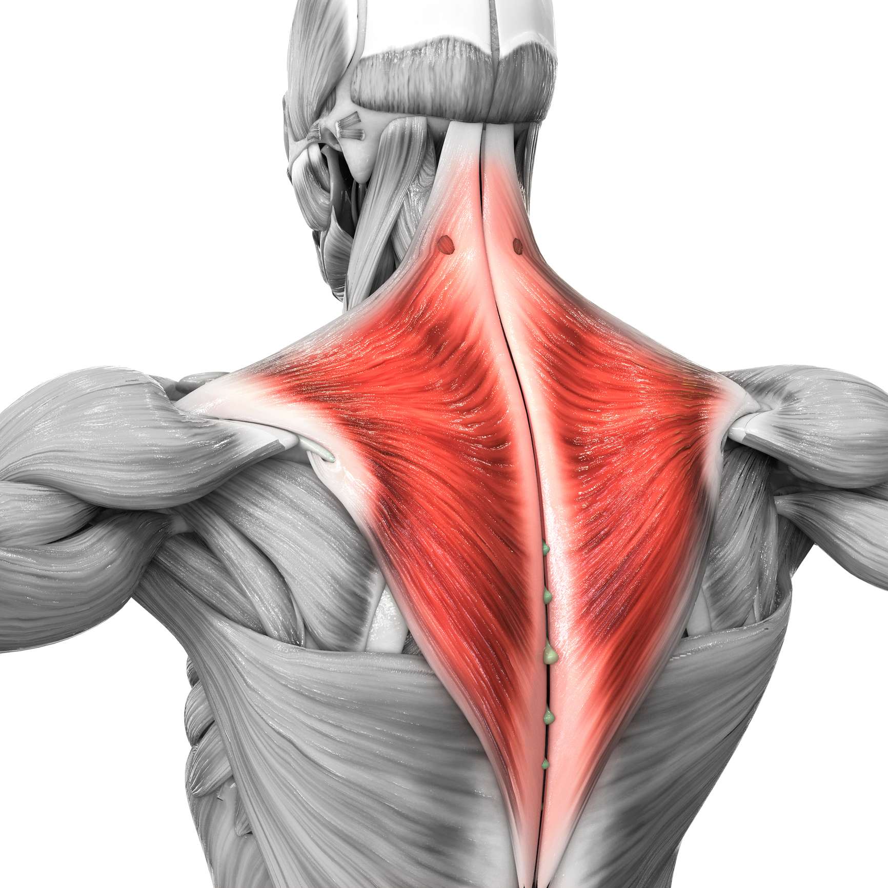 Muscle trapèze