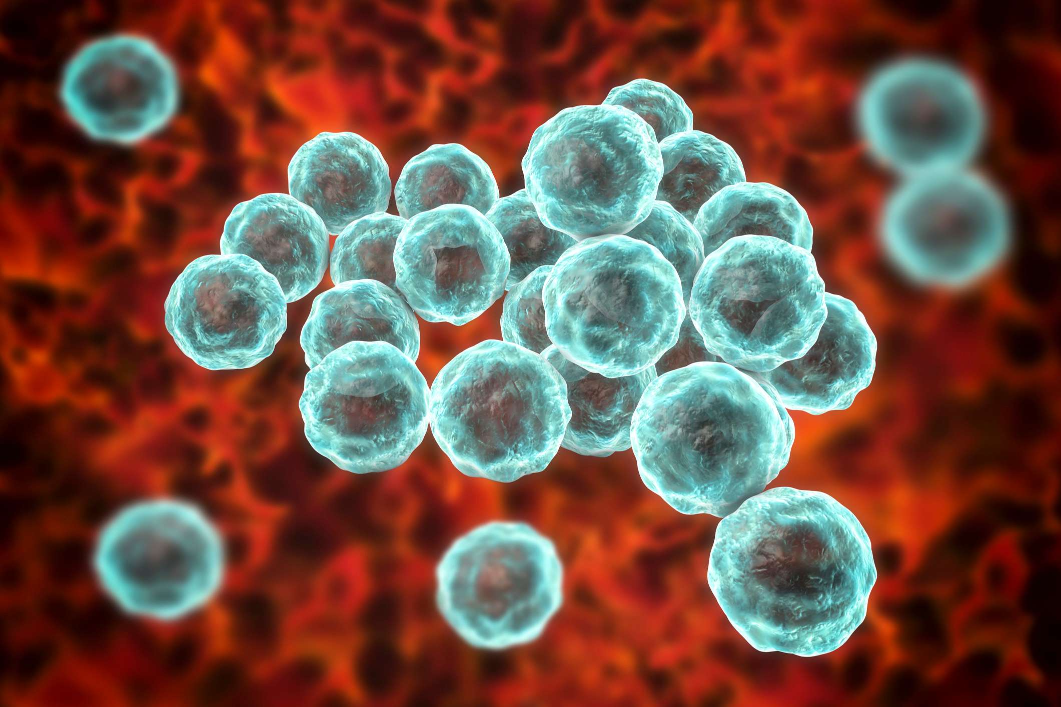 Bacterias Chlamydia trachomatis