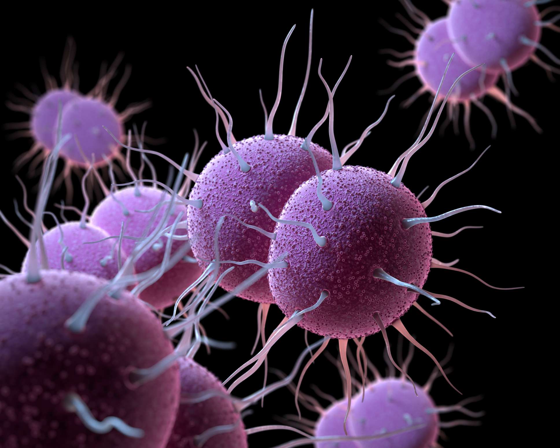 Bacteria Neisseria gonorrhoeae