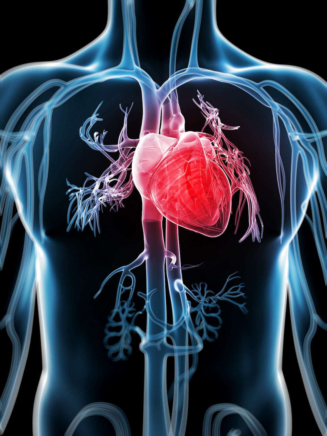 Ischemic heart disease twice as common in men