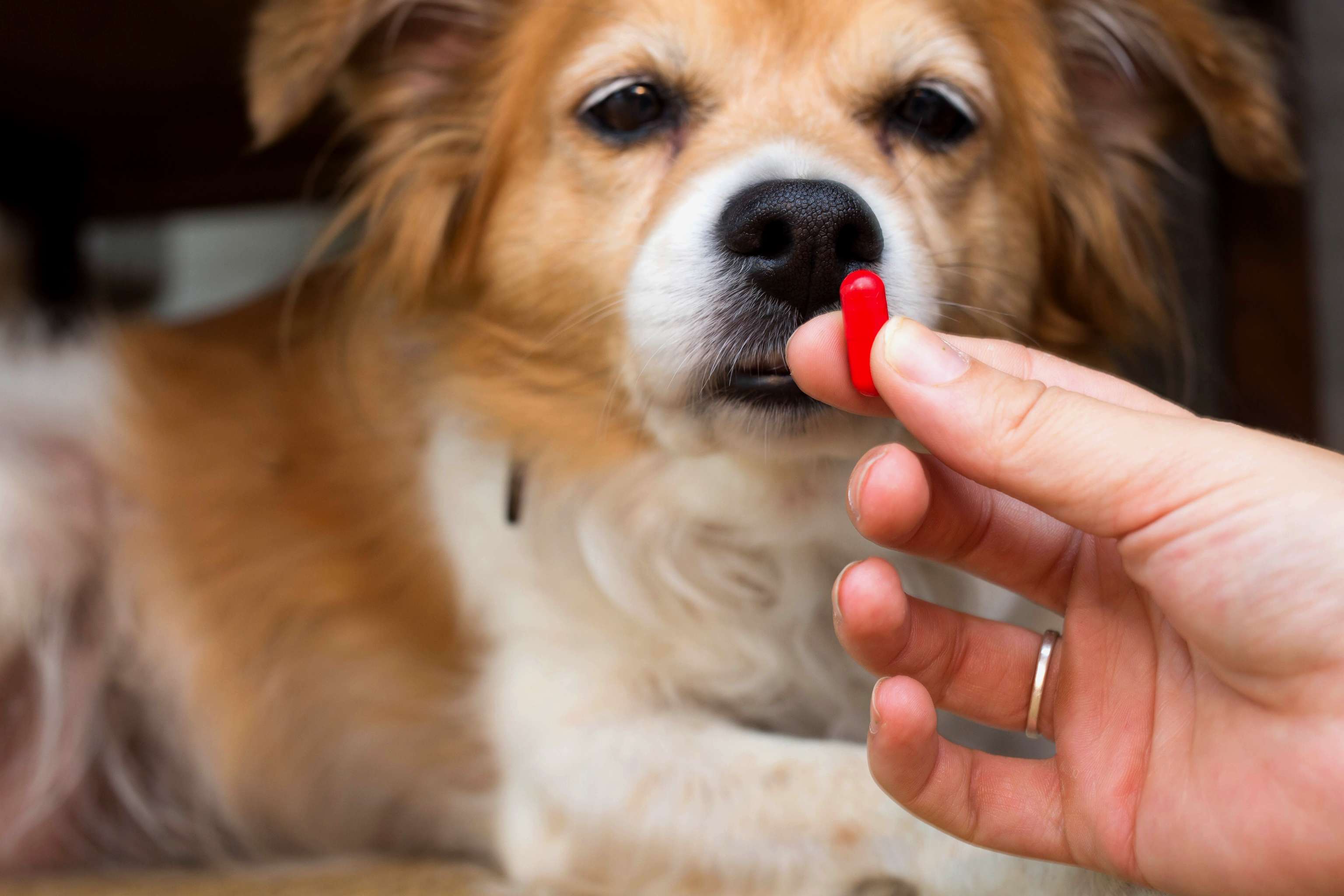 Medication for four paws