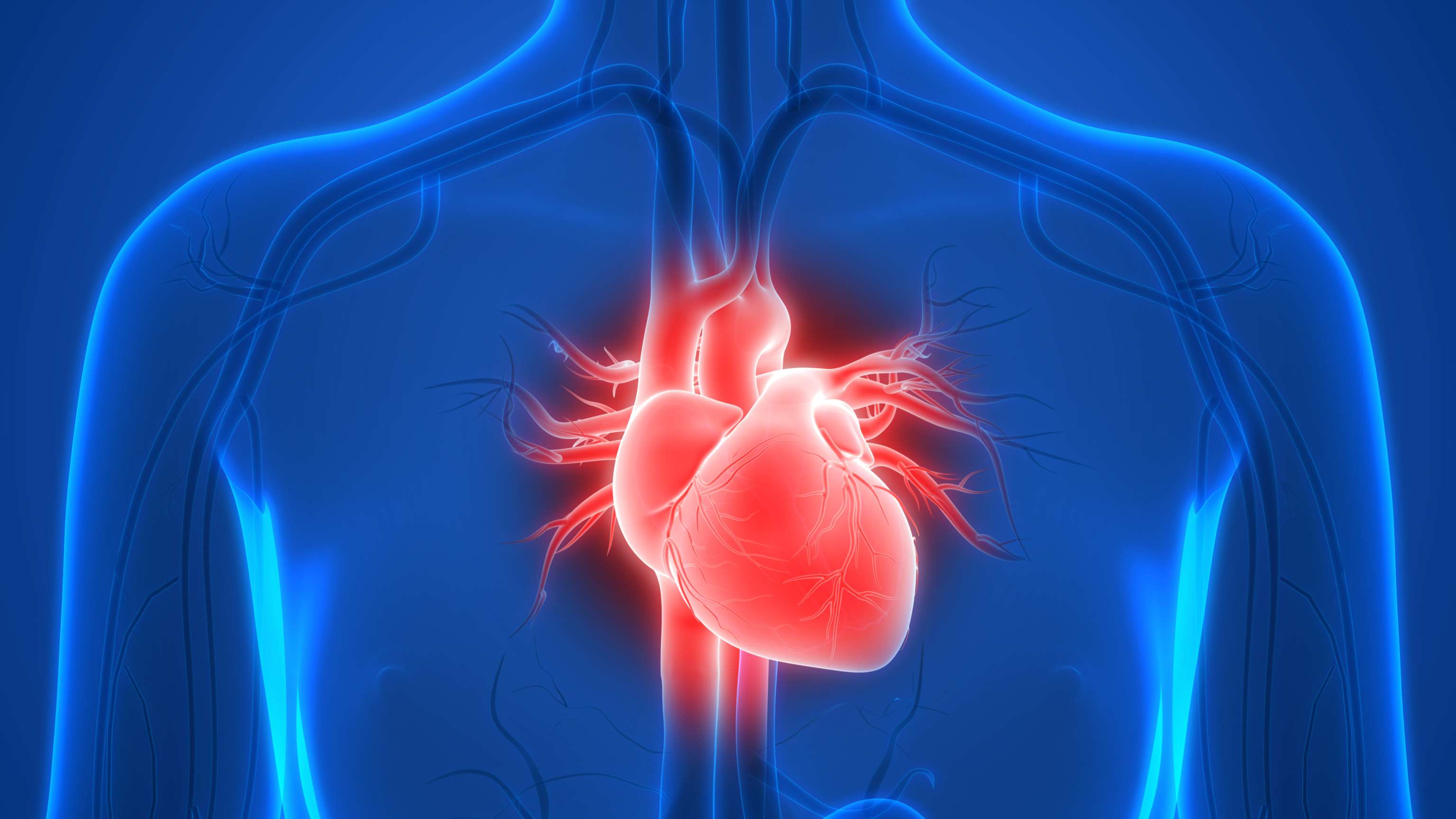 Anatomie des menschlichen Herzens
