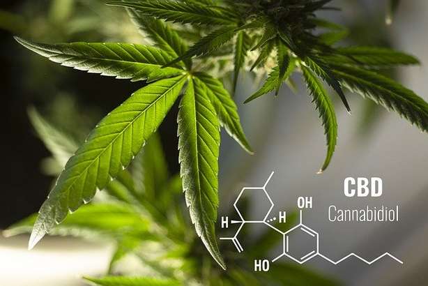 Grande plano de uma planta de cânhamo com a fórmula estrutural química do canabidiol