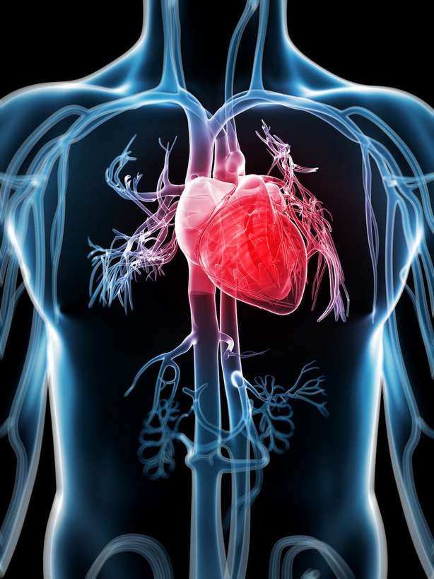 Representação 3D do sistema vascular humano