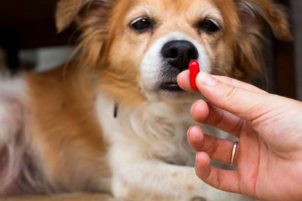 Frau, die eine Pille haltet, die für Hunde wichtig ist. Unscharfer Hintergrund. Ideen, Konzepte, Manche Hunderassen nehmen nicht gerne Medizin, wenn sie krank in Nahaufnahme sind Frau, die eine Pille für einen Hund haltet.