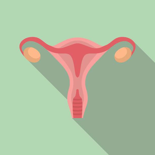 Flache Illustration von Frau uterus Vektorsymbol für Webdesign Illustration einer menschlichen Gebärmutter. Uterussymbol der Frau.