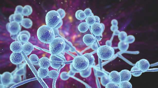 Elektronenmikroskopische Ansicht eines Hefepilzes Candida albicans