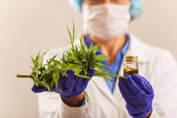 Eine medizinische Person haltet eine Cannabispflanze und Öl in der Hand. Arzt halten und anbieten für Patienten medizinische Marihuana und Öl. Cannabis-Rezept für den persönlichen Gebrauch, Rechtsmittel für leichte Medikamente, alternative Heilmittel oder Medizin,Medizinische Konzeption