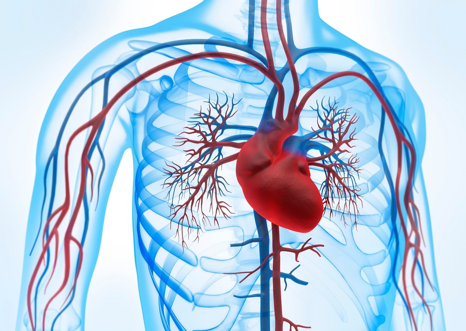Blood circulation and heart illustration - Our cardiovascular system is essential for our health. But how can we prevent disease?