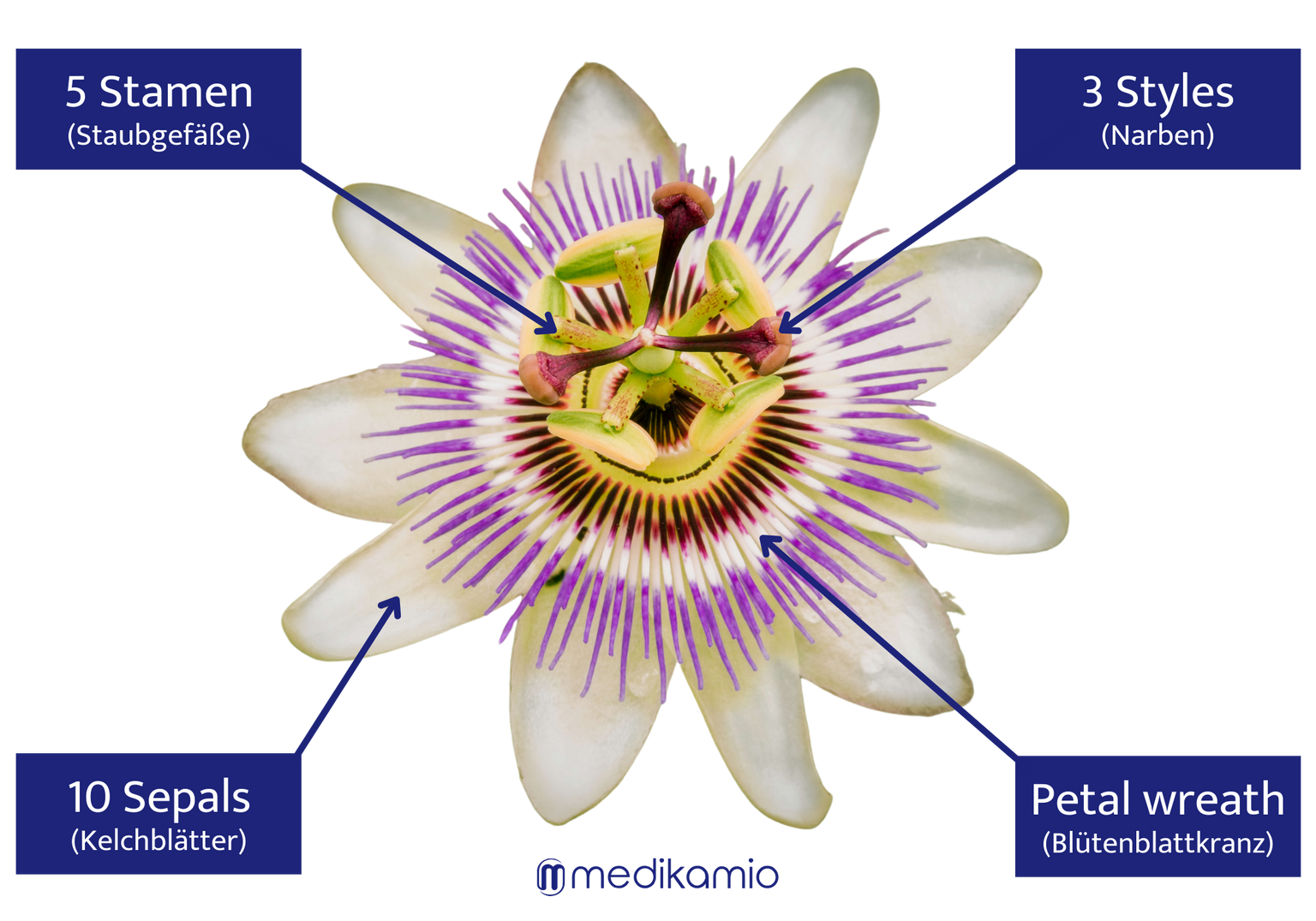 Abbildung und Beschreibung der Passionsblume