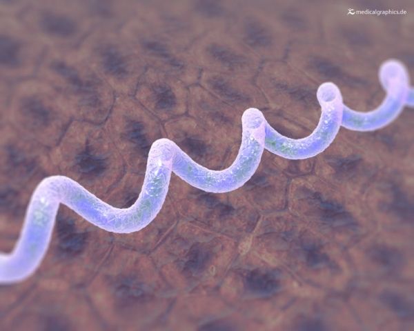 Ilustración de la bacteria de la enfermedad de Lyme