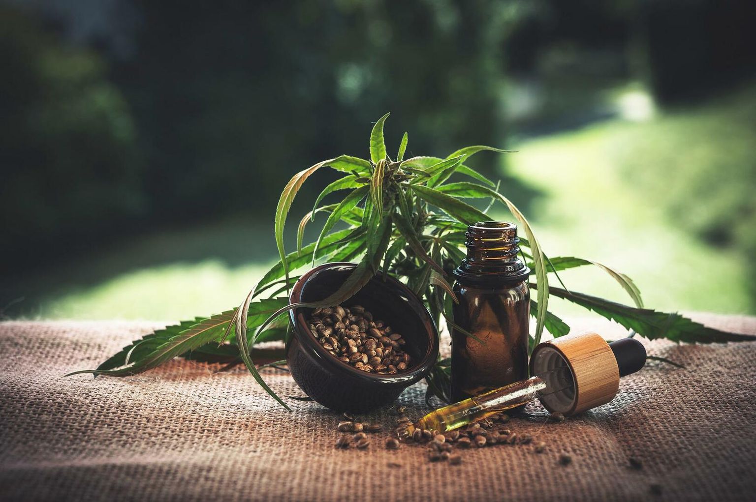 Primo piano di una pianta di cannabis con semi e olio di canapa in una pipetta. La natura sullo sfondo.