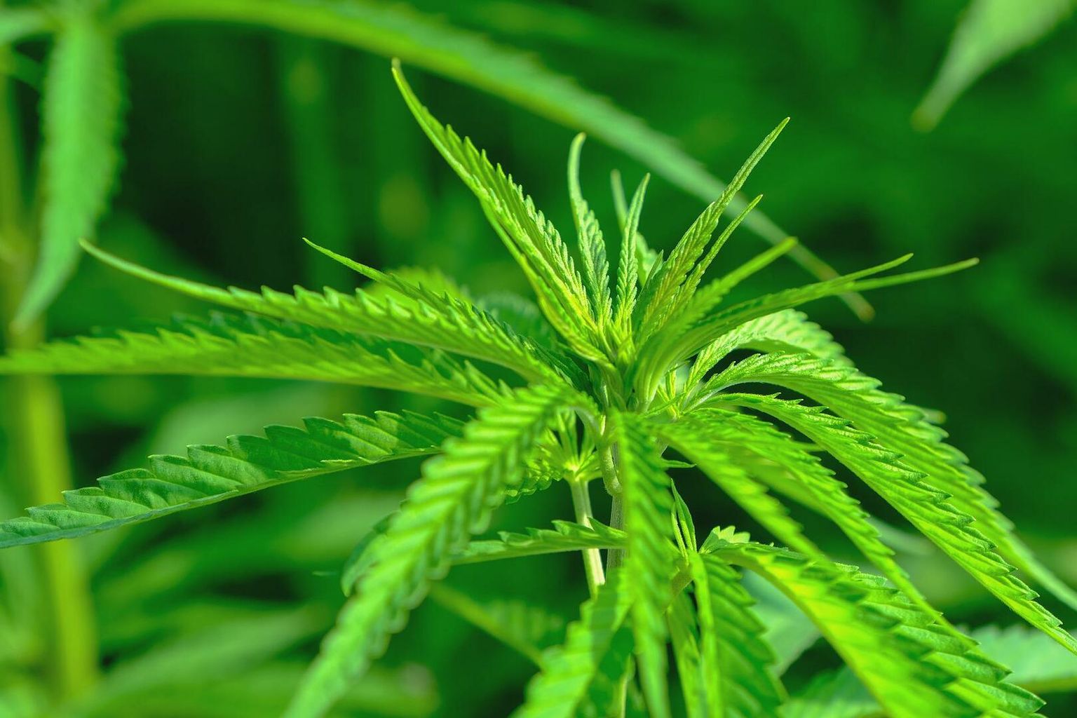 Close-up van een cannabisplant