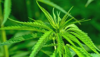 Close-up van een cannabisplant