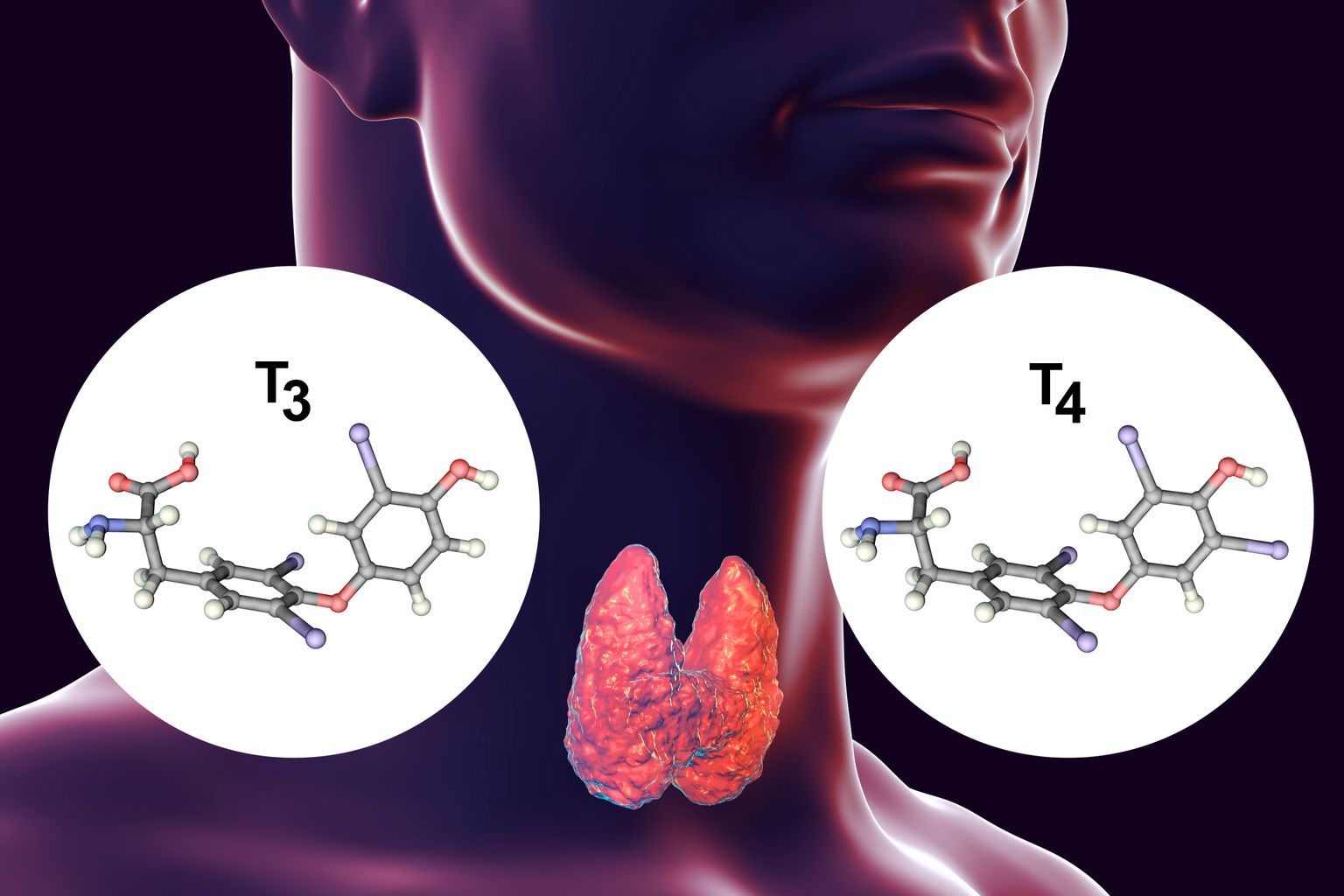 Schema van de schildklier en de hormonen T3 en T4