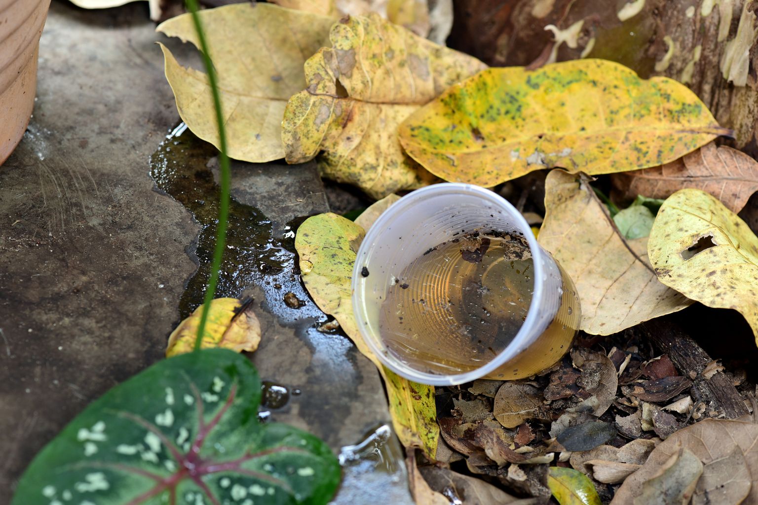 Plastikbecher mit schmutzigem Wasser auf Blätteruntergrund