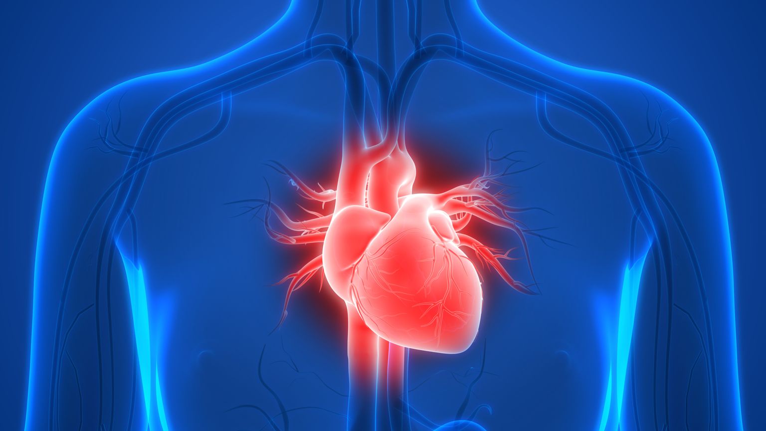 Anatomia do coração humano