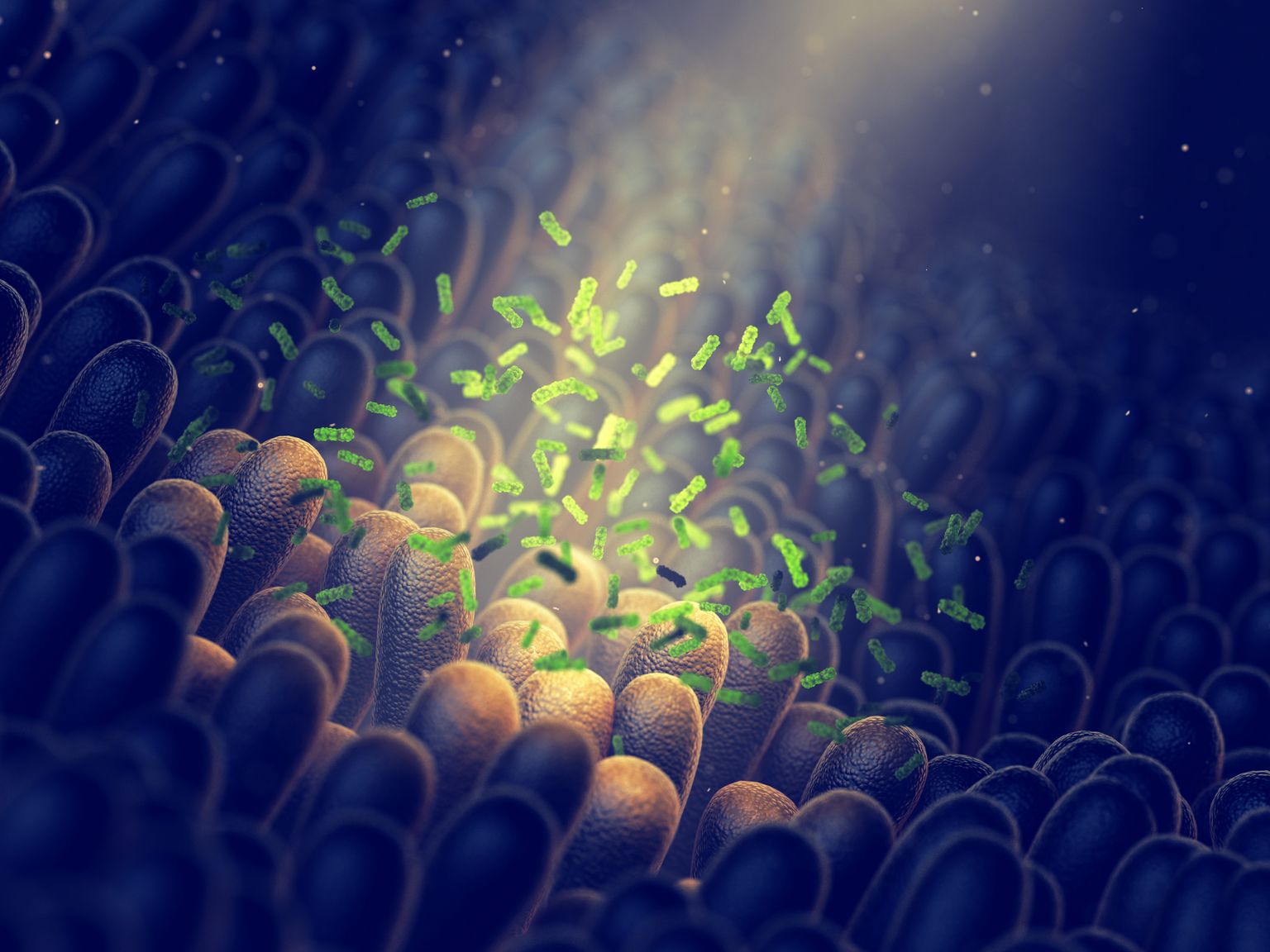 batteri intestinali, salute della flora intestinale, imaging 3D