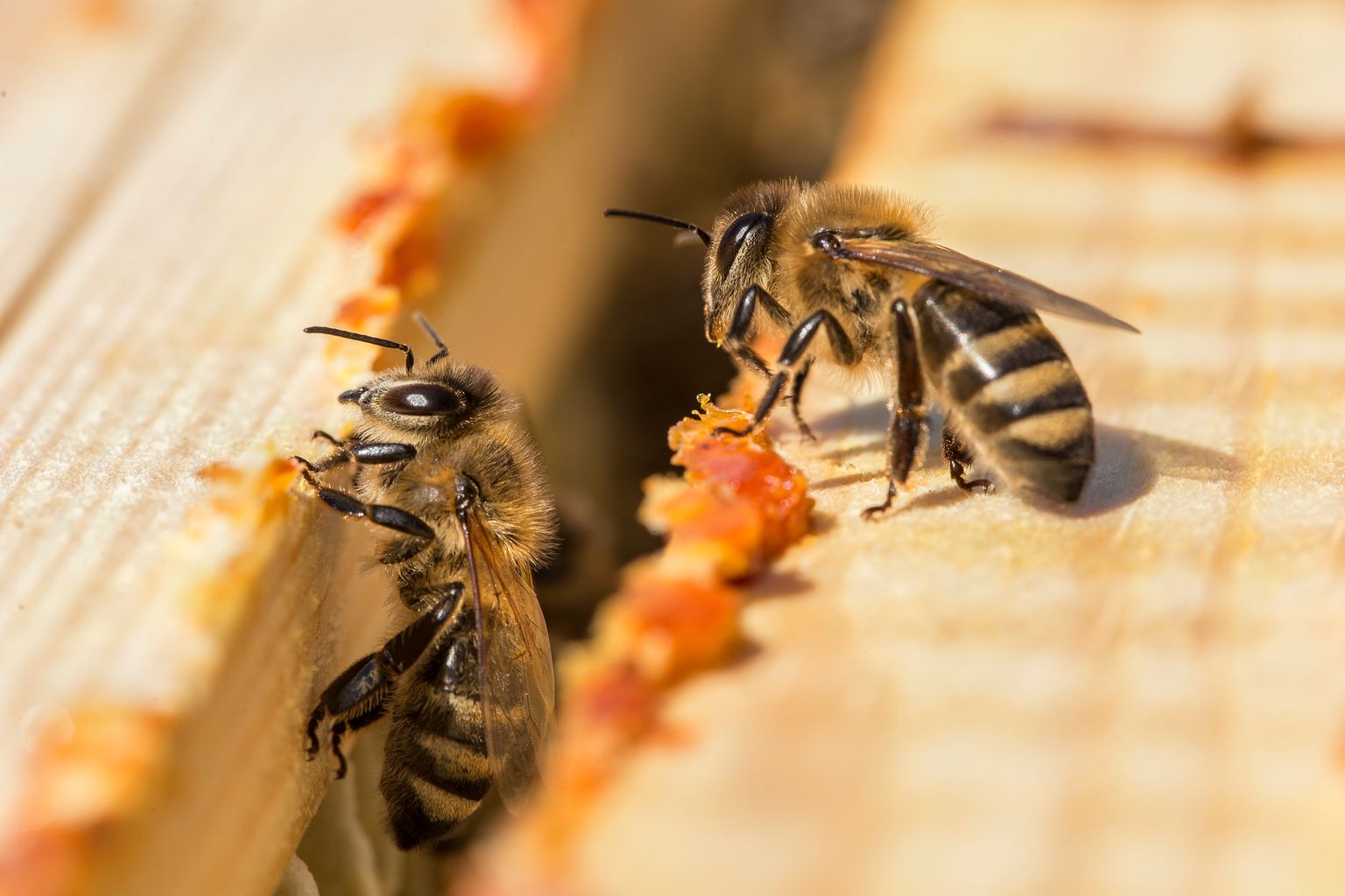 Bijen leggen propolis in een bijenkorf. Honingbijen aan het werk in de bijenkorf. Close-up van de geopende nestkast met de ramen. Bijen worden in de bijenkorf ingesmeerd met propolis. Bijen die met propolis werken.